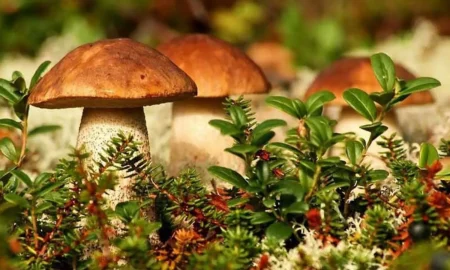 Осенние грибы