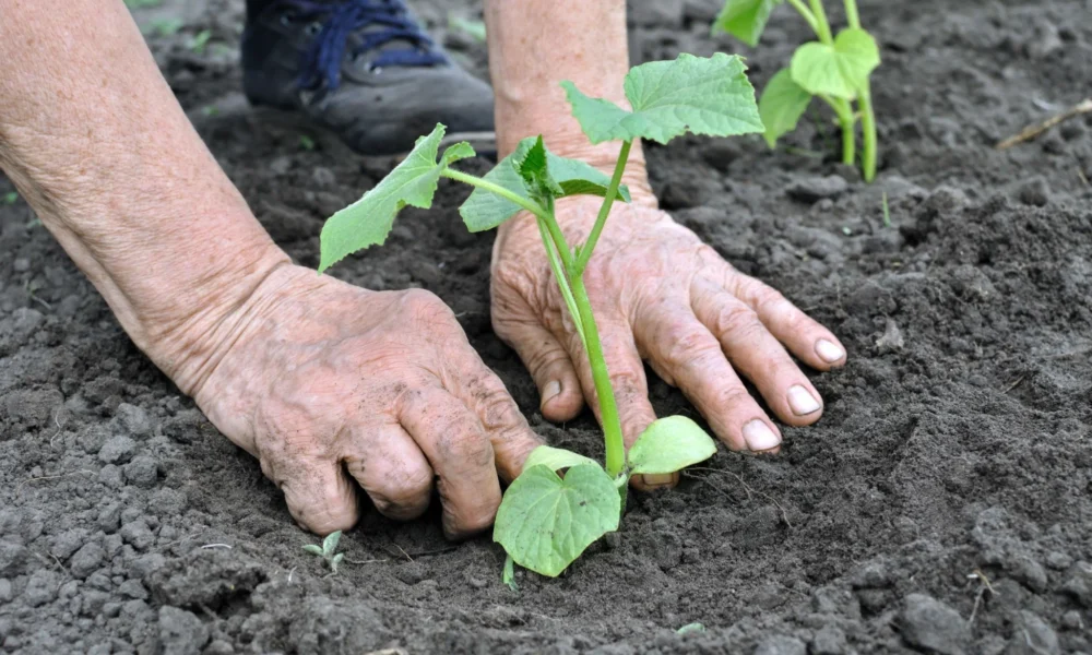 рассада огурцов