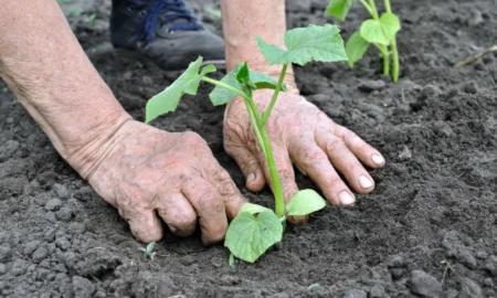 рассада огурцов