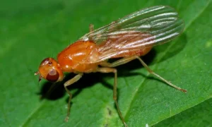 Морковная муха