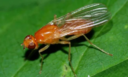 Морковная муха