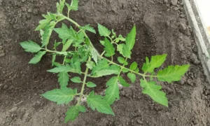 рассада томатов