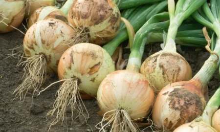 выращивание лука