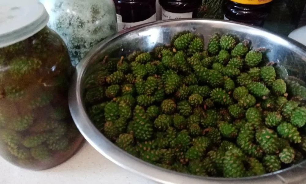 Сосновые шишки