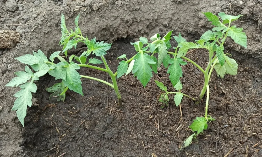 рассада томатов