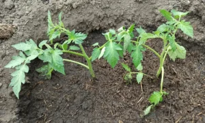 рассада томатов