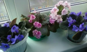 фиалки на подоконнике