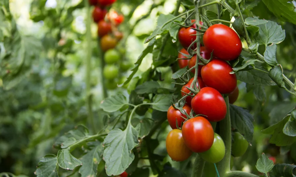 помидоры на грядке