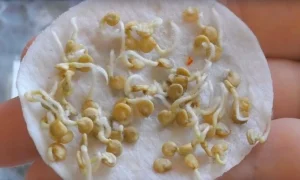 замачивание семян