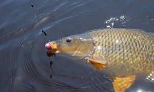 ловля карпа