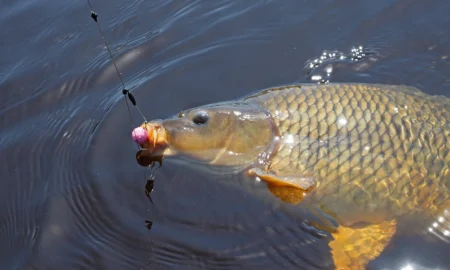 ловля карпа