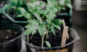 рассада томатов