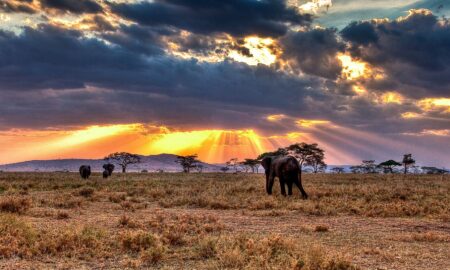 парк Серенгети