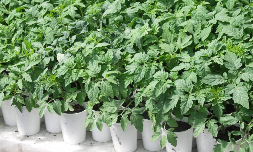 рассада томатов