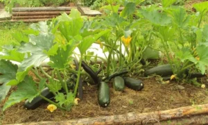 кабачки на грядке