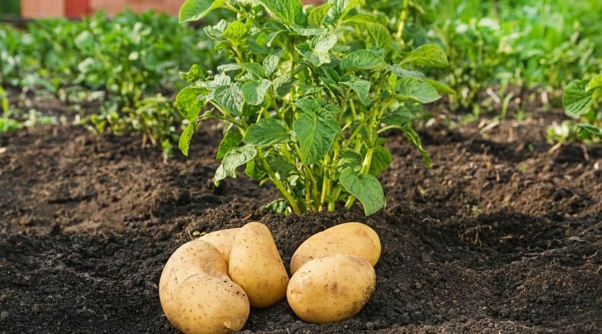 картофель