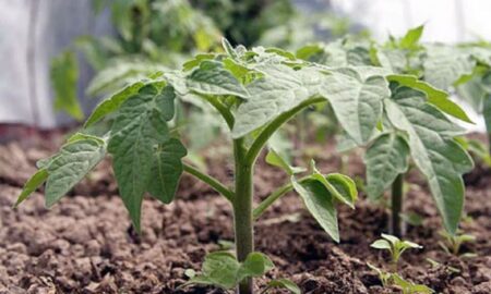 рассада помидоров
