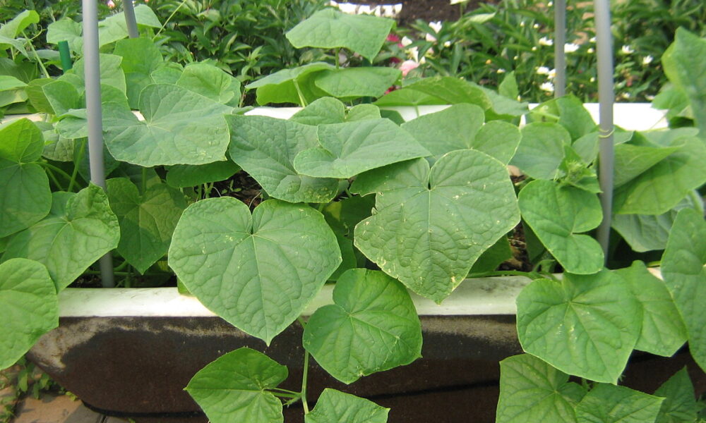 огурцы в ванне