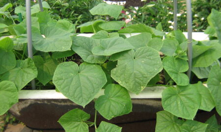 огурцы в ванне