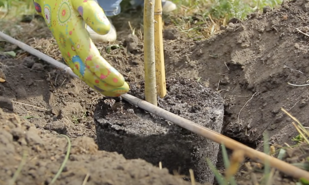 посадка саженца