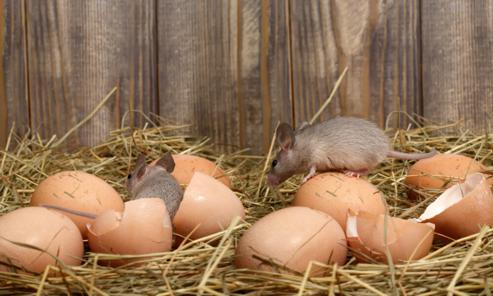 грызуны в курятнике