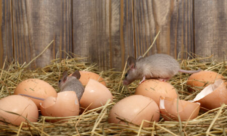 грызуны в курятнике