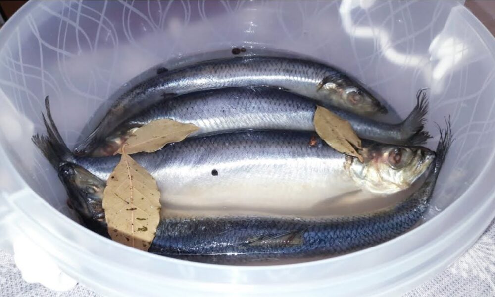 3 селедки в пластиковом ведре