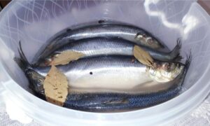 3 селедки в пластиковом ведре