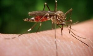 крупный план комара на коже