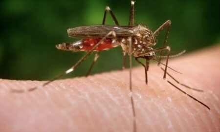 крупный план комара на коже