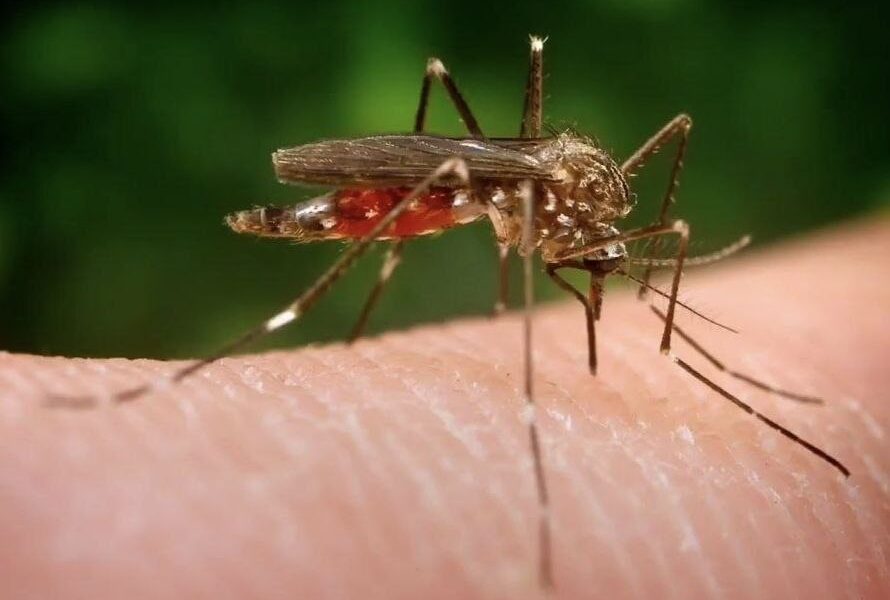 крупный план комара на коже