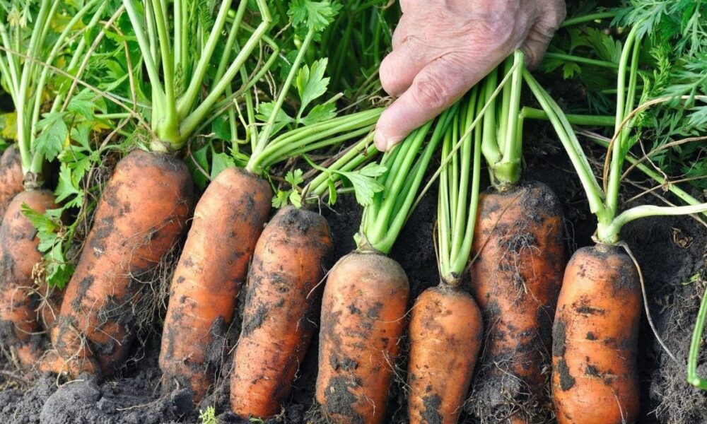 урожай моркови на грядке