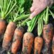 урожай моркови на грядке