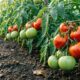 Томаты на огороде