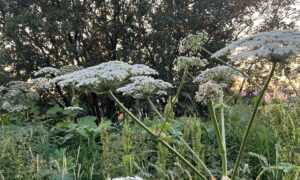 Крупные заросли борщевика