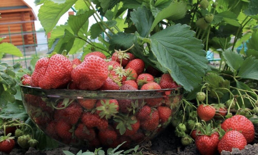 миска с клубникой