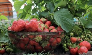 миска с клубникой