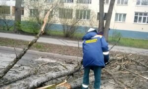 Распил дерева