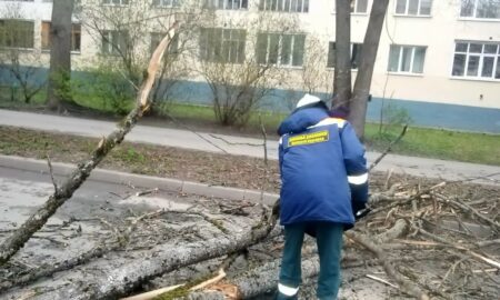 Распил дерева