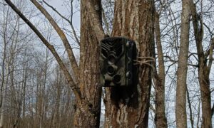 Фотоловушка висит на дереве