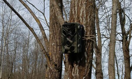 Фотоловушка висит на дереве