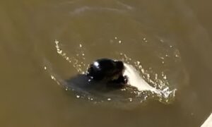 Тюленёнок поймал свой шанс на выживание на Обводном канале