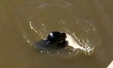 Тюленёнок поймал свой шанс на выживание на Обводном канале