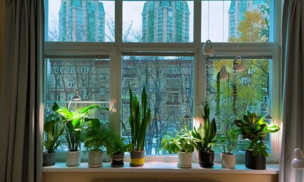 Цветы на окне