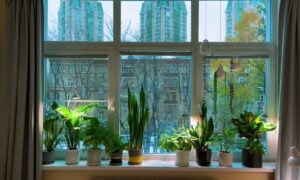 Цветы на окне