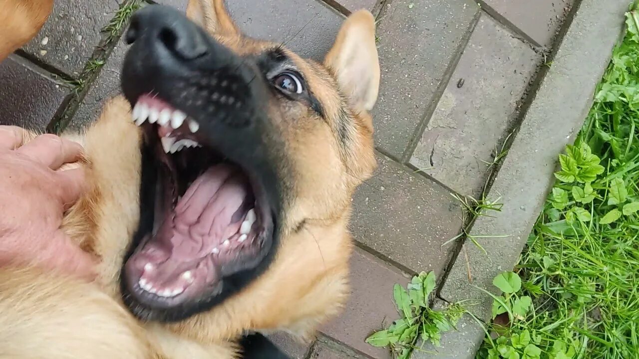 Кусачая овчарка