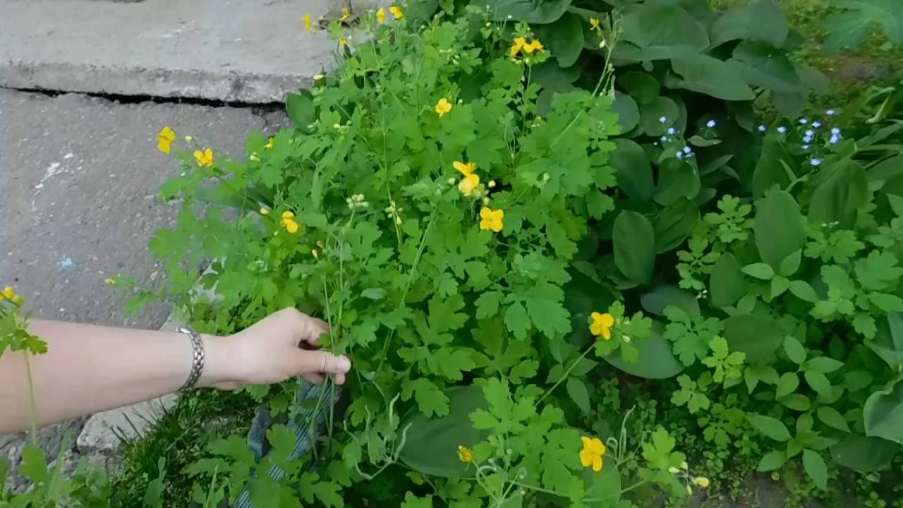 Дачница рвёт чистотел