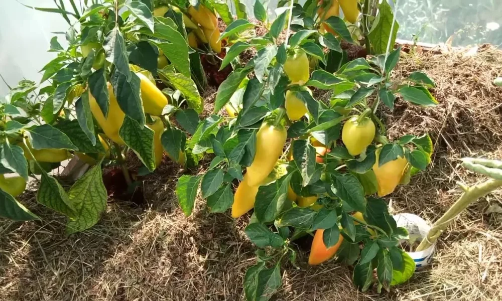 Жёлтый болгарский перец