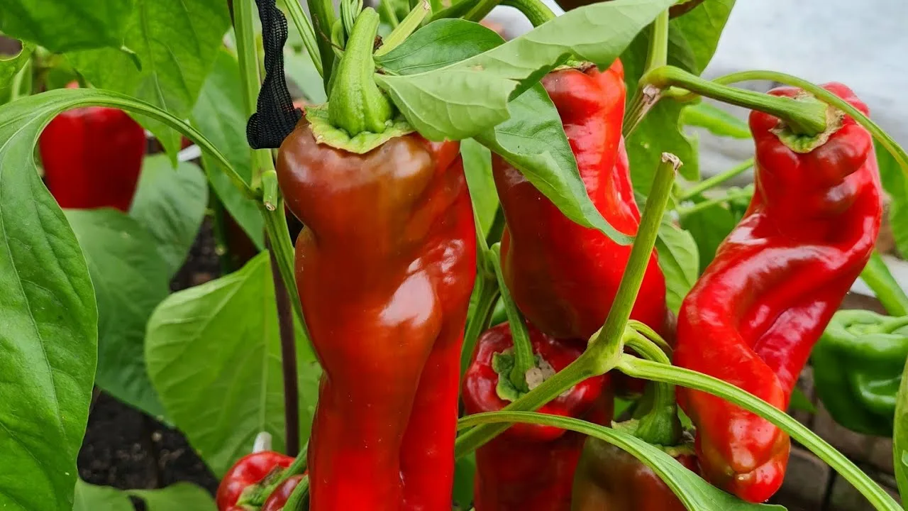 Красный болгарский перец