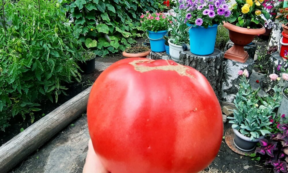Гигантский томат